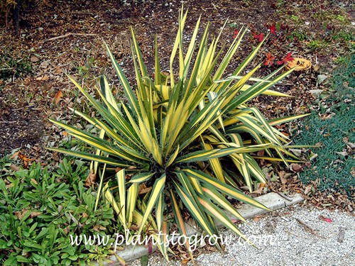 Yucca Color Guard (Yucca filamentosa)